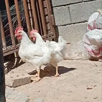 خروس ۵ ماهه