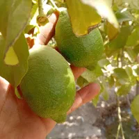 لیموترش‌دزفول