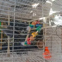 سلام عروسی هلندی با تخم