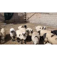 12عددبره نریک ماده