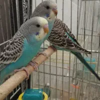 مرغ عشق و سهره گل به سر