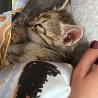 بچه گربه واگذاری