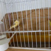 قناری ماده تن نخورده