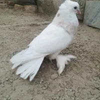 سه تا نر