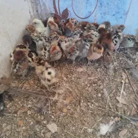 جوجه