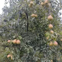خریدار گلابی مشو