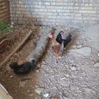 مرغ وخروس