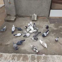 ۲۷ عدد کبوتر یکجا