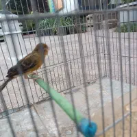 قناری ماده