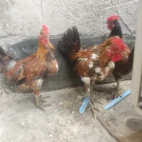 جوجه گلین لری قلم سبز تاج اره ای