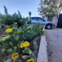 باغچه ویلا
