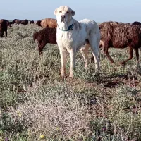 سلام ماده گله ای درشت دهن پاک سالم قمت 30