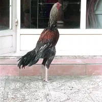 خروس لاری اصیل