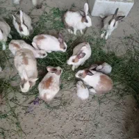 خرگوش|موش و خرگوش|پیر سهراب, |دیوار