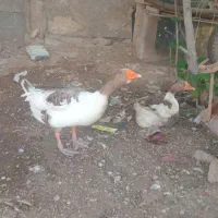 دوعدد غاز