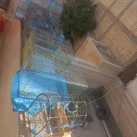 قفس