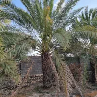 فروش پاجوش نخل  خرما