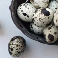 فروش تخم نطفه دار بلدرچین