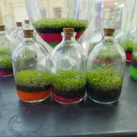 تراریوم ویال چمن طبیعی ماهی زبرا تنگ عید مینیاتوری