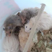 همستر|موش و خرگوش|بندرعباس, |دیوار