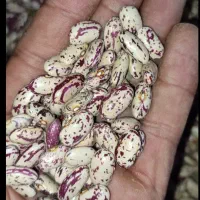 لوبیاچیتی