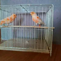 قناری رسمی بلند و ‌رد فکتور و موزائیکی  و  رسمی