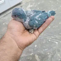 جوجه راهب آبی نر