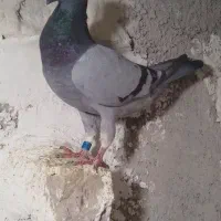کفتر|پرنده|قوچان, |دیوار