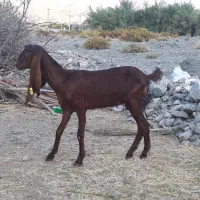 کهره ماده