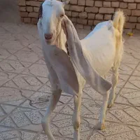 بزغاله ماده گلابی اصل بز