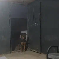 روتوایلر ۹ ماهه نر شناسنامه دار