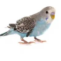 مرغ عشق جوجه