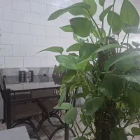 کمک آشپز حرفه ای و سالن دار و دورچین حرفه ای