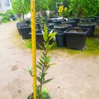 برگ بو|گل و گیاه طبیعی|چهاردانگه (تهران), |دیوار