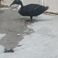 اردک