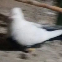 دم سیا ه نر معاوضه بادمسفید زرد