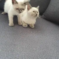فروش دو بچه گربه نرو ماده دوماهه