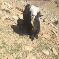 یک راس بعده تیر بز