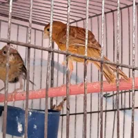 دو تا قناری ماده سرخ بدون قفس