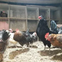 فروش  ۲۰عدد مرغ و خروس