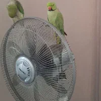 طوطی ملنگو نر و ماده