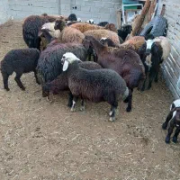 ۱۷‌راس‌گوسفند‌با‌بره