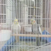 دو عدد عروس هلندی طوطی