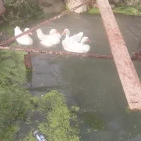 فروش قو غاز