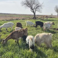 بز جوان محلی