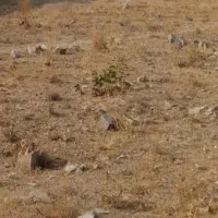 زمین1600مترکوچه-باغ-چهاردیواری-سند-مهرآباد-رودهن