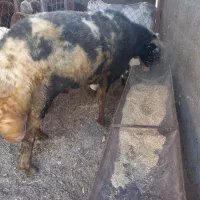 قوچ پاشکسته