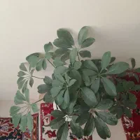 شفلرا|گل و گیاه طبیعی|میانه, |دیوار