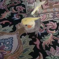 یک عدد عروس هلندی نر گمشده