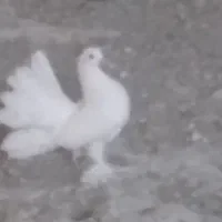 کبوتر چتری